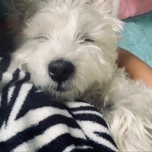 Meet your Posher, Piper